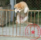 纯种秋田犬 幼犬出售 赛级双血统 日本柴犬 健康家养宠物狗