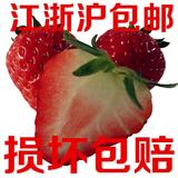 江苏鱼米之乡兴化现摘现发新鲜水果奶油草莓250克大果包邮