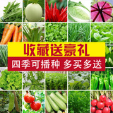 四季蔬菜种子小白菜香菜萝卜辣椒黄秋葵草莓茄子香葱韭菜苦瓜包邮