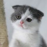 蓝猫 猫咪 蓝白猫 宠物猫 英短 活体 纯种 立耳 《售罄展示》