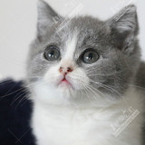 蓝猫 蓝白猫 宠物猫 短毛猫 幼猫 英国短毛猫 英短 活体 支持花呗