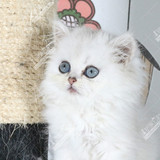 金吉拉 长毛猫 波斯猫 白猫 纯种猫 宠物猫 母猫 公猫 折耳猫