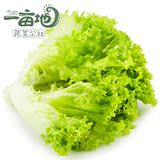 绿色蔬菜新鲜蔬菜 生菜青菜农家绿色种植绿色生态菜 同城配送250g