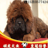 北京纯种藏獒幼犬 狮头藏獒犬 疫苗驱虫已做 品相好包纯种
