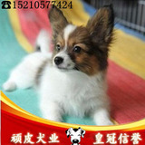 北京出售纯种蝴蝶犬幼犬 可来场挑选蝴蝶犬 小型犬首选 实拍