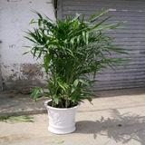 大型高档室内盆栽 耐阴绿植 夏威夷椰子 竹子 富贵椰子 净化空气
