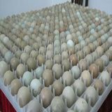 斗鸡蛋 斗鸡种蛋 正宗越南鬼子种蛋 80%受精率