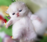 家养猫纯种猫加菲猫异短异国短毛猫宠物猫乳色加白 菲宝宝找麻麻