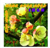 四季海棠花苗  绿植花卉阳台室内盆栽海棠苗 梅花苗 精选多品种