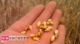 2016新鲜小麦粒 小麦仁原小麦米 杂粮小麦粒 宠物天然饲料500g