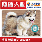 出售灰色/阿拉斯加犬/巨型阿拉斯加幼犬/雪橇犬/宠物狗狗/包健康
