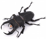 手工DIY 立体组装 益智玩具 仿真昆虫 爬虫 甲虫 甲壳虫 3D纸模型