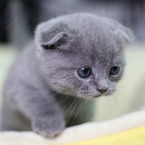 蓝猫 猫咪 小猫 宠物猫 短毛猫 英短 活体 立耳 英国折耳蓝猫