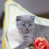 蓝猫 猫咪 小猫 宠物猫 短毛猫 英短 活体 立耳 英国折耳蓝猫