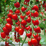 满16元包邮 进口盆栽高产番茄种子 小西红柿 圣女果 粉果非转基因