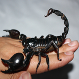 包邮 宠物活体蝎子 雨林蝎子假帝王10-14cm