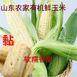 山东农家自产新鲜甜黏玉米棒水果苞米非转基因带皮玉米10根9斤