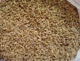 有机小麦粒 带皮小麦粒 小麦种子 杂粮 新鲜小麦草种子 猫草种，