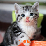 【兰猫坊】超可爱の美国短毛猫 银虎斑加白 宠物猫 美短SOLD