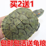 绿色巴西龟彩龟 乌龟活体宠物龟水龟招财龟6--8厘米 全品包邮