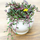 包邮多肉植物 紫玄月 室内桌面迷你盆栽花卉绿植 防辐射吸甲醛
