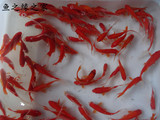 冷水观赏鱼 活体 宠物鱼 红色/黑色草鱼 淡水草金鱼 包活包损包邮