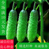 高产水果黄瓜种子节节瓜小黄瓜 阳台盆栽四季菜籽蔬菜种子秋季种