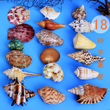 天然海螺贝壳套餐珊瑚海星鱼缸装饰造景婚庆道具家居布置地台玩具