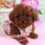 【小胡】泰迪犬幼犬出售 微小型泰迪活体小狗狗 活体宠物狗403 #