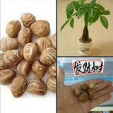 包邮四季播室内盆栽花卉绿植种 发财树种子招财树种子辫子发财树