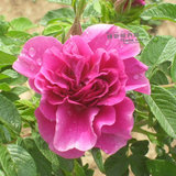 四季开花盆栽花卉 食用玫瑰花苗大马士革  可做玫瑰花茶 香水纯露