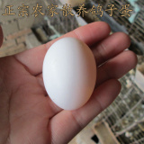 正宗苏北农家散养新鲜鸽子蛋信鸽蛋还有头窝鸽子蛋现特价