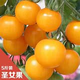 广西特产圣女果 新鲜水果 千禧圣女果樱桃小西黄柿番茄现摘5斤