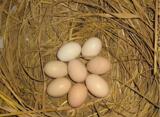 黑凤乌鸡种蛋  黑凤乌鸡蛋 黑凤鸡受精蛋   孵化用蛋