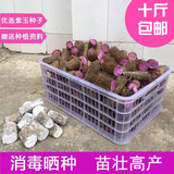 正宗紫玉淮山 种子 种薯 种苗 种块1斤非紫山药 大薯 脚板薯
