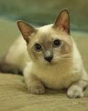 纯种泰国暹罗猫 蓝重点色  挖煤工 像狗一样的猫 猫咪宠物猫 活体