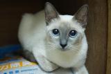 泰国暹罗猫 挖煤工 黑脸猫 海豹色 蓝色 虎斑色 宠物猫活体