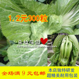 泡青菜种子 阳台屋顶种菜 蔬菜籽 四川老坛酸菜酸菜鱼 满9元包邮