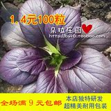 紫玉油菜种子 阳台种菜盆栽 蔬菜籽 紫色小青菜 漂儿白 满9元包邮