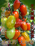 丹东99草莓地小柿子 草莓番茄 东港409小柿子 圣女果纯生态水果