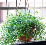 包邮吊兰 庭院办公室室内绿色植物盆栽 千叶吊兰 吸甲醛 净化空气
