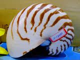 花纹漂亮四大名螺，鹦鹉螺，收藏标本螺，地中海天然贝壳海螺