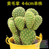 黄毛掌  多肉植物约4-6cm 仙人掌植物 多肉 桌面盆栽吸甲醛防辐射