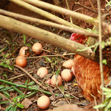 四川农家散养杂粮喂养新鲜土鸡蛋纯天然笨鸡蛋正宗月子蛋30枚包邮