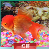 上海丽丽水族馆观赏鱼 金鱼 红狮头 五花狮头 红黑狮头 金鱼活体