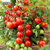小番茄蔬菜种子樱桃番茄种子 水果种子金圣果种子甜红圣女果种子