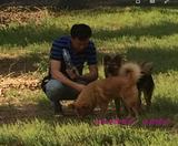 宠物高端家庭式寄养服务，北京天津两地免费接送，拒绝笼子