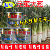 寿光蔬菜种子日本进口超级元藏元蔵大葱种子 耐热耐寒抗病高产