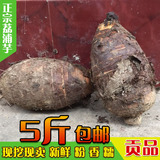 正宗广西特产荔浦芋头槟榔 香芋毛芋 新鲜有机生鲜蔬菜农产品5斤