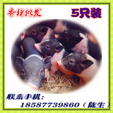 养殖场大量货源供应泰国迷你小香猪活体宠物猪5只装仅批发公的